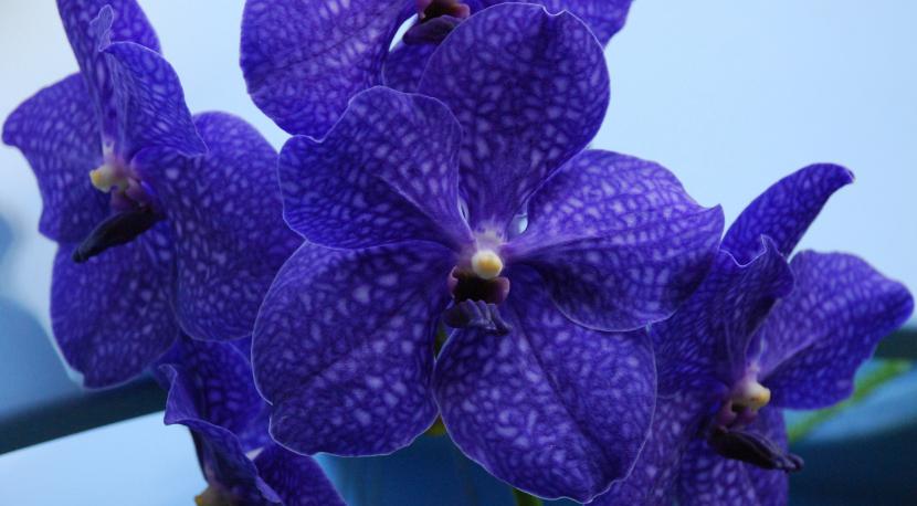 Orquidea vanda