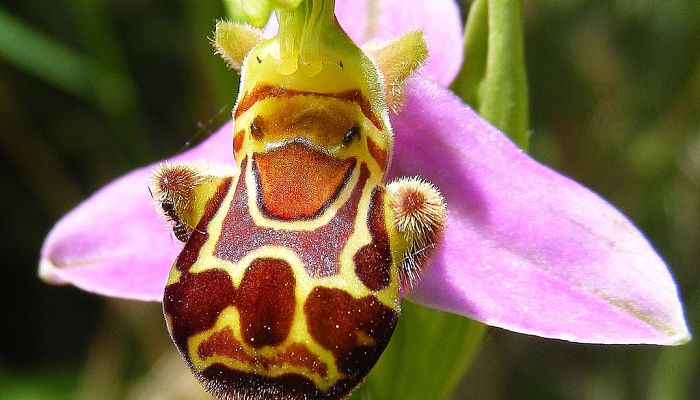 orquídea de abeja