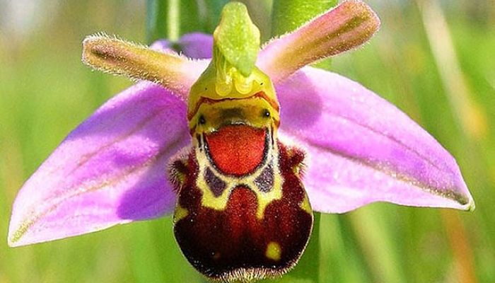 orquídea de abeja