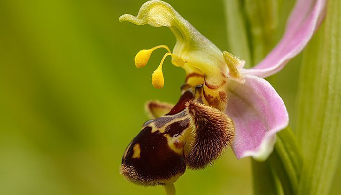 orquídea de abeja