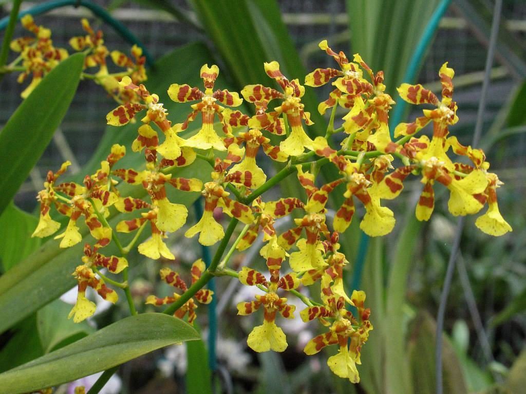 orquidea oncidium