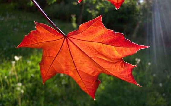 ¿Por qué los árboles en otoño cambian de
color?