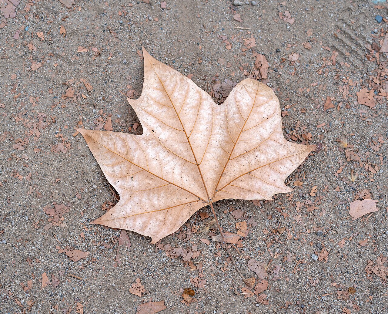 Hoja de árbol en otoño