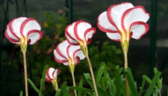 oxalis versicolor