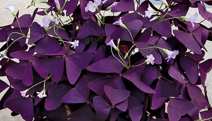 Oxalis