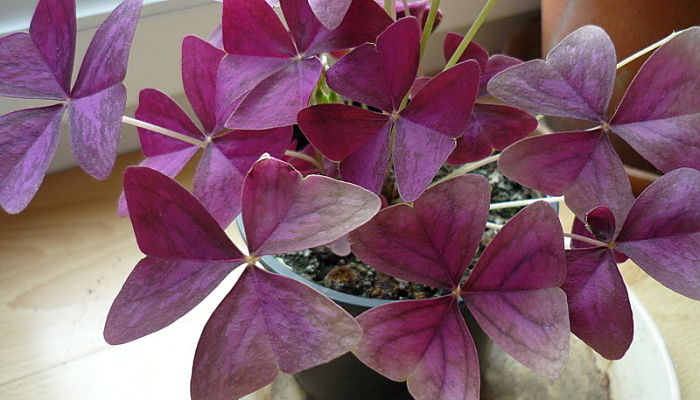 Oxalis