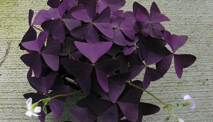 Oxalis