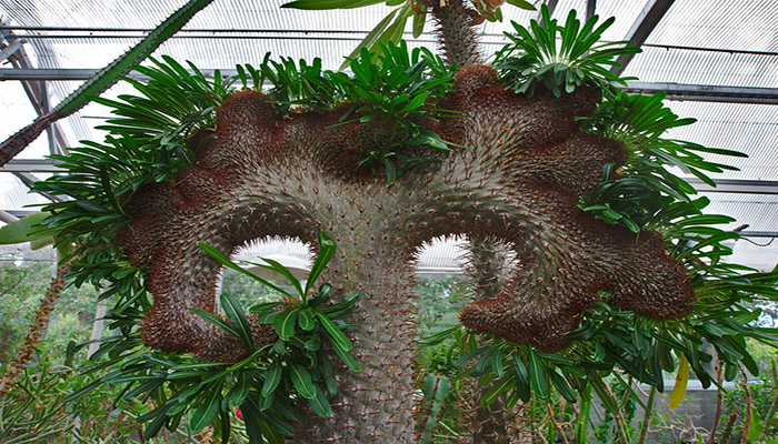 Pachypodium lamerei