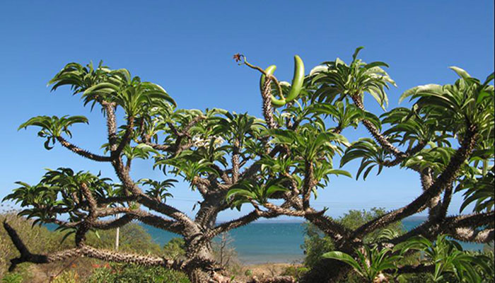 Pachypodium rutenbergianum