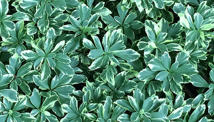 PACHYSANDRA