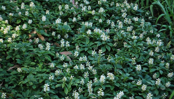 PACHYSANDRA