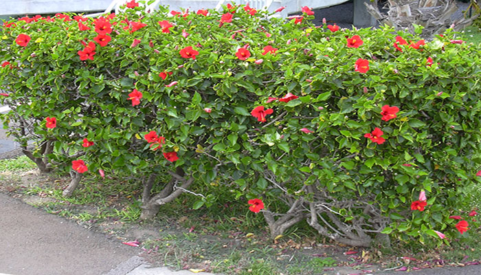 Hermoso borde de flores de Hibiscus