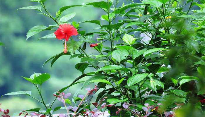 Pacífica (Hibiscus rosa-sinensis)