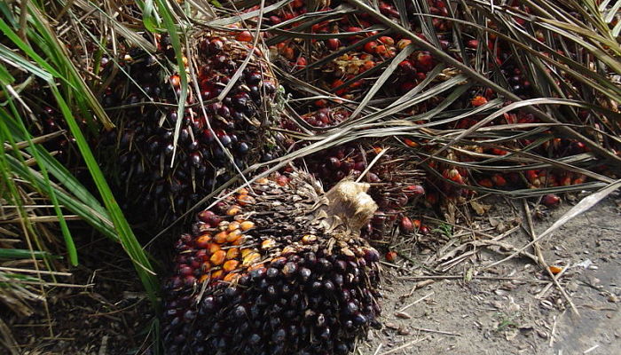 palma de aceite de palma