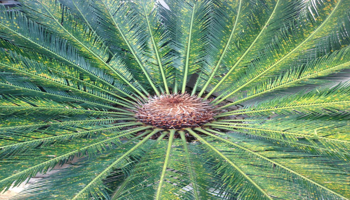 Parte superior de la Palma de Sagú