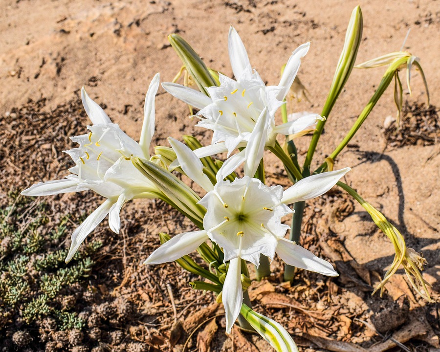 Pancratium maritimum