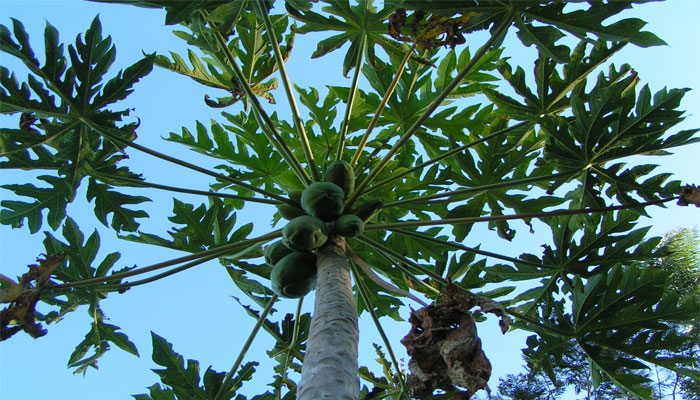 Papayero (Carica papaya) 