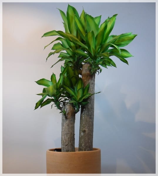 Plantas de interior