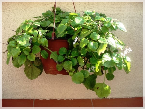 Plantas de interior