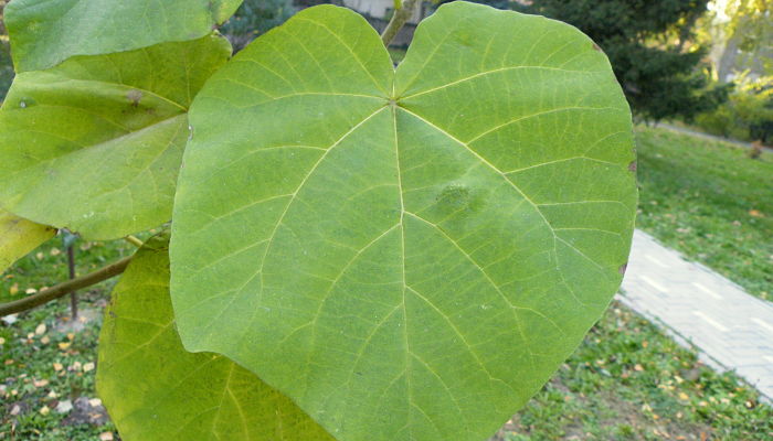 paulownia