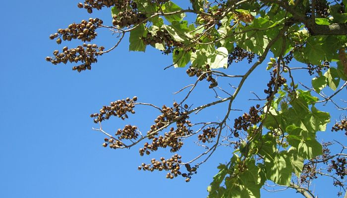 paulownia