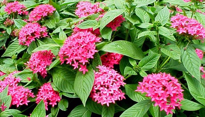 pentas lanceolatas