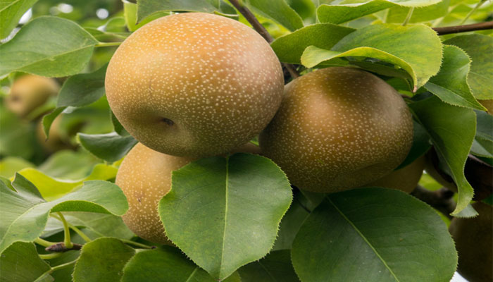 Pera Japonesa. Origen, Características,
Variedades, Cultivo, Cuidados Y Usos