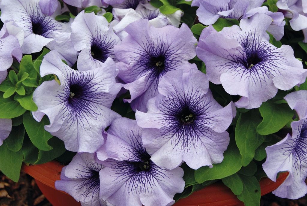 petunia grandiflora