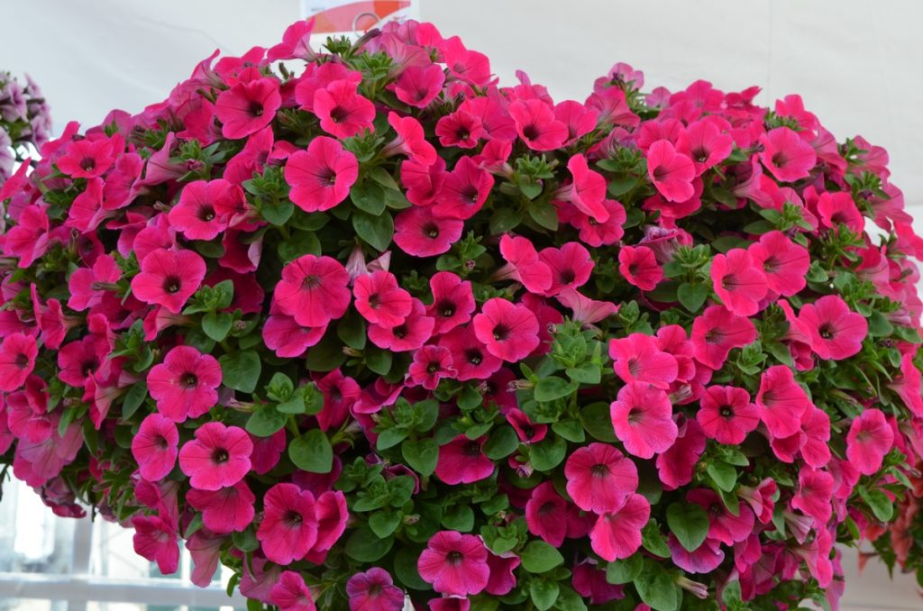 potunia