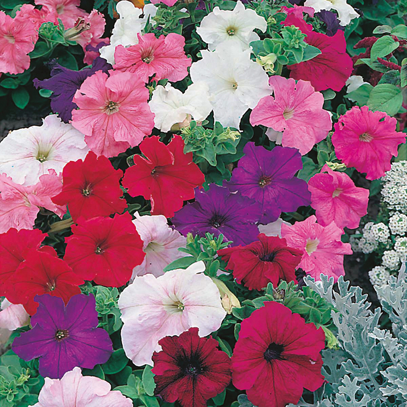 petunia grandiflora