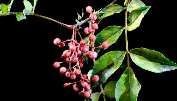 planta de pimienta