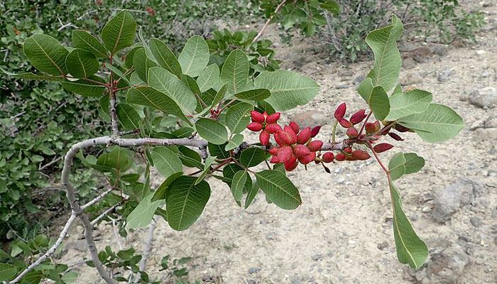 Pistacia vera