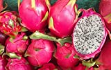 200 Semillas de Fruta del Dragón (Pitahaya)