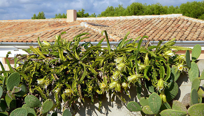 Es una hermosa planta ornamental