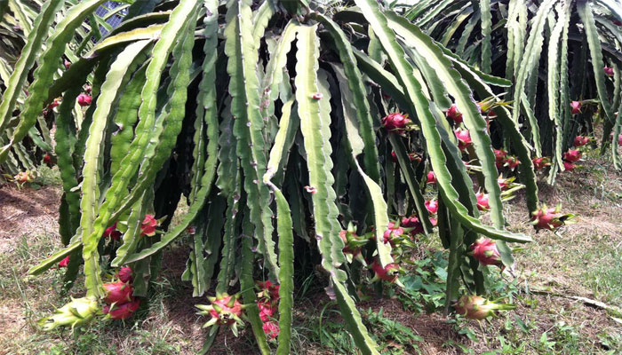 Pitaya (Hylocereus undatus)