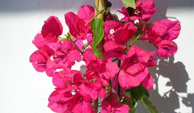 Plagas en las plantas trepadoras