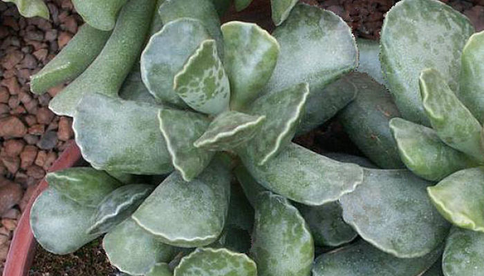 Adromischus