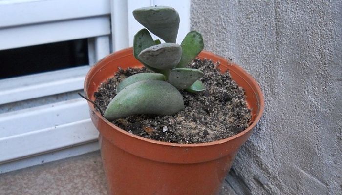 Planta De Adromischus. Origen,
Descripción, Cultivo, Cuidados,
Propiedades