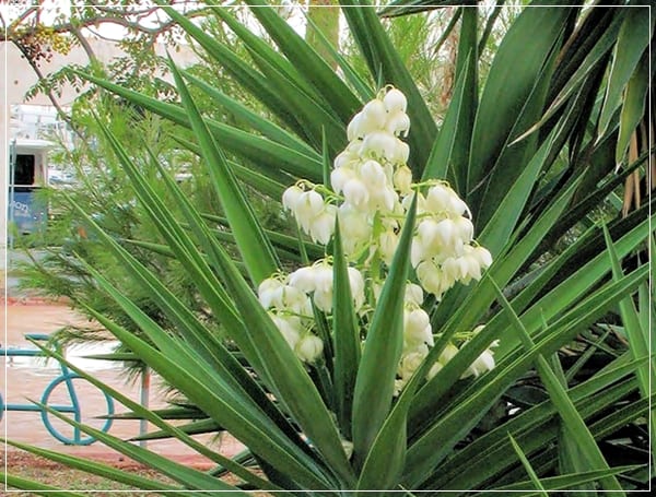 Yucca gloriosa