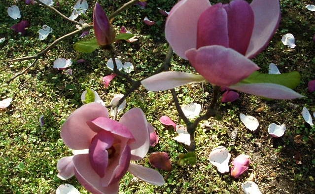Magnolias en el jardín: especies, suelo y plantación