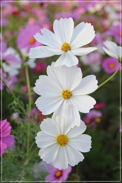 Cosmos