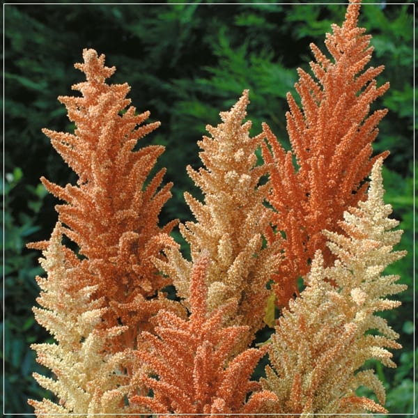 Amaranthus paniculatus