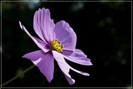 Flor de cosmos rosa abierta