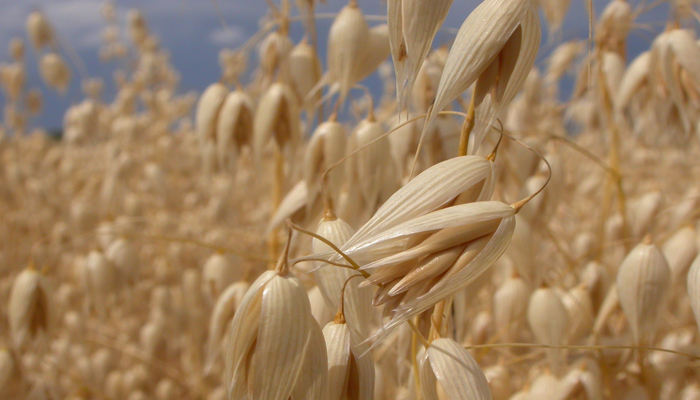 planta con vitaminas Avena