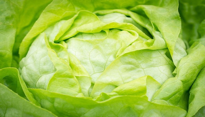 Lechuga planta para ensalada nutritiva