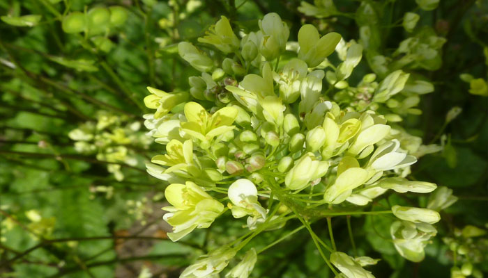 Cruciferae