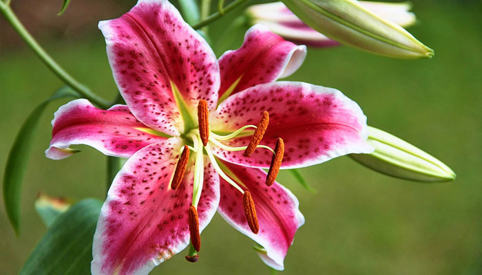 Liliaceae