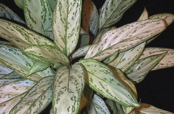 Aglaonema
