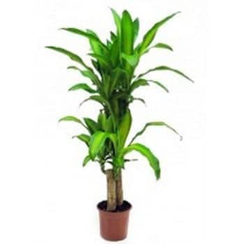 Plantas antiestrés para tener en la
oficina