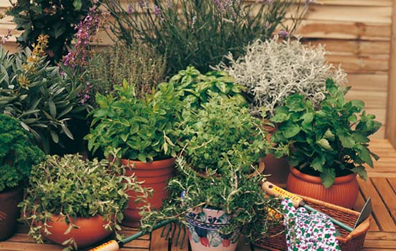 Dónde guarda cada aromática su aceite esencial